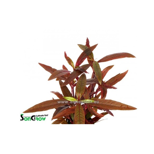 Alternanthera sessilis