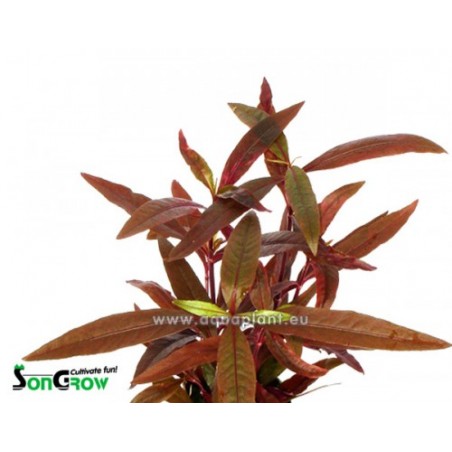 Alternanthera sessilis