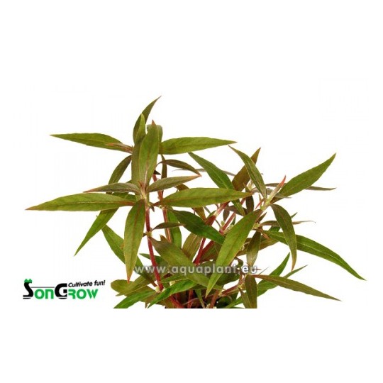Alternanthera reineckii