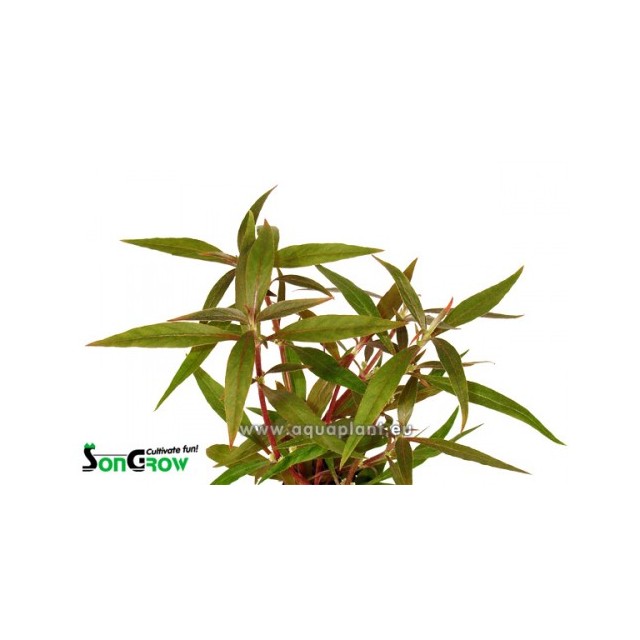 Alternanthera reineckii