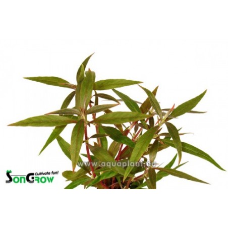 Alternanthera reineckii
