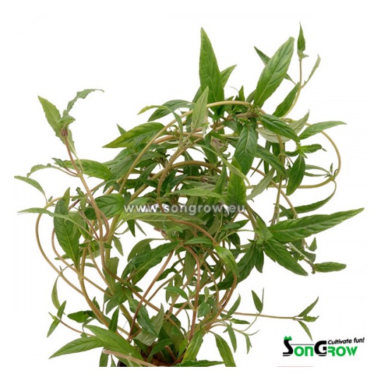 Hygrophila pantanal wavy