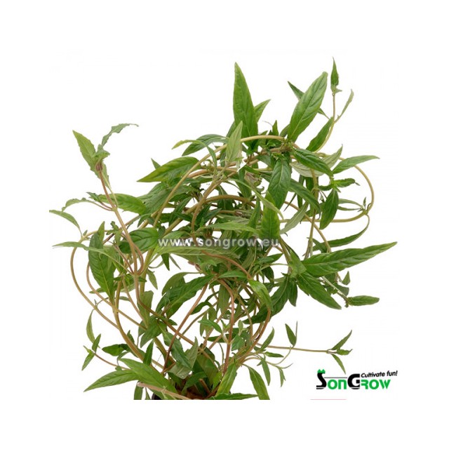 Hygrophila pantanal wavy