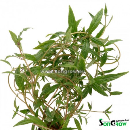 Hygrophila pantanal wavy