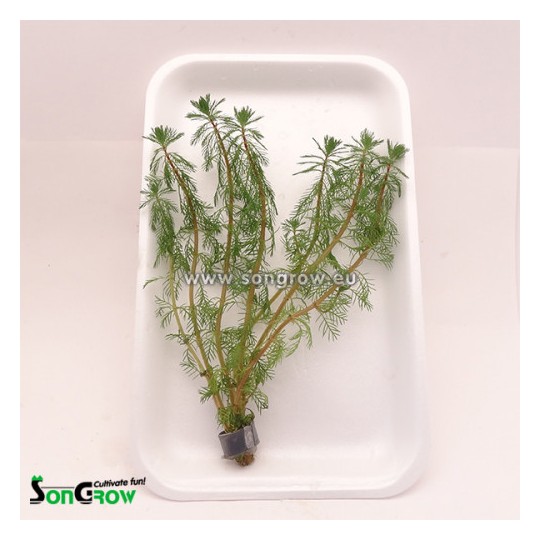 Myriophyllum brasiliensis - Parrots feather