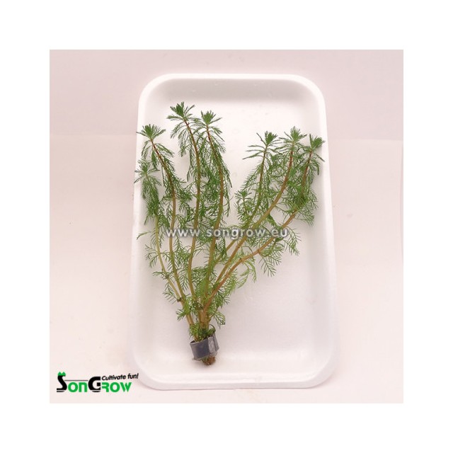 Myriophyllum brasiliensis - Parrots feather