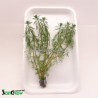 Myriophyllum brasiliensis - Parrots feather