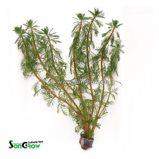 Myriophyllum brasiliensis - Parrots feather