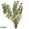 Myriophyllum brasiliensis - Parrots feather