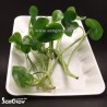 Heteranthera reniformis