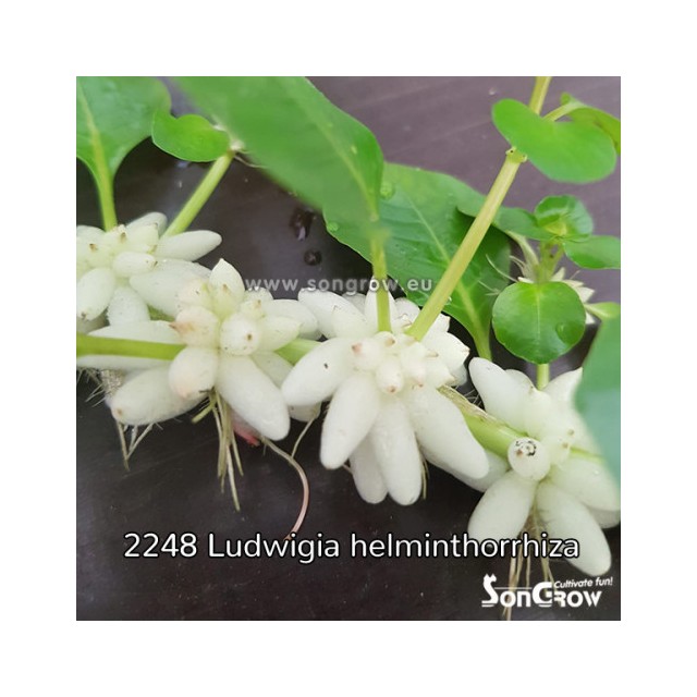 Ludwigia helminthorrhiza