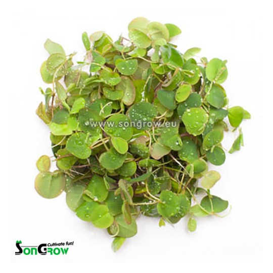 Phyllanthus fluitans