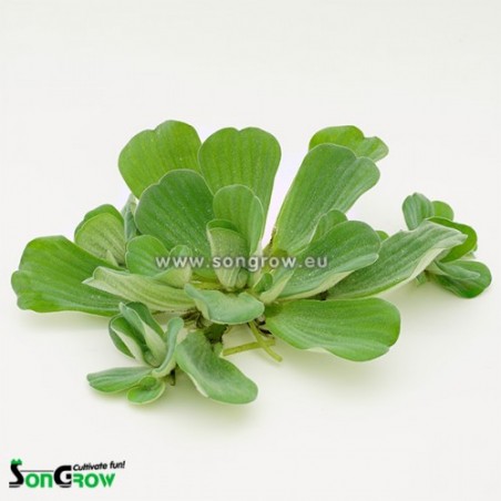 Pistia stratiotes