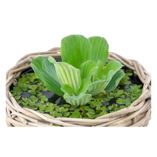 Pistia stratiotes