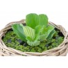 Pistia stratiotes