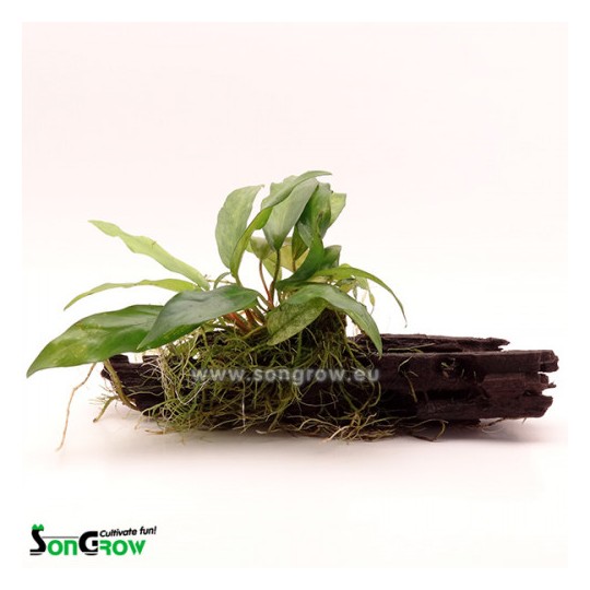 Anubias Wood