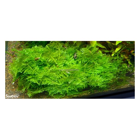 Moss on Wood