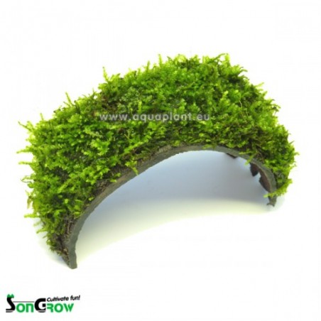 Coconut Super Wide Bridge with moss