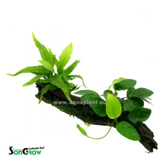 DuoWood L - Anubias, Microsorum, (Moss)