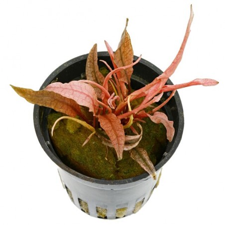 Cryptocoryne sp. Flamingo - 1 ķekars