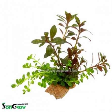 Shell - 2 species stem plants in 1 shell