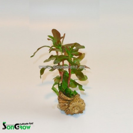 Shell with plants