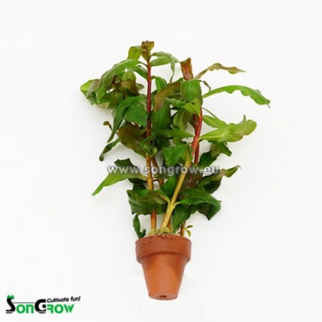 Ammannia gracilis red