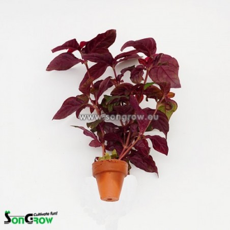 Hemigraphis species red