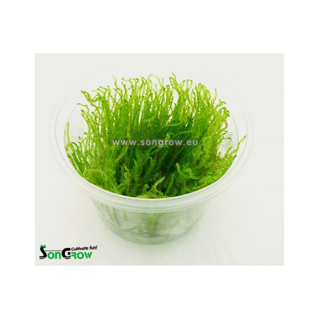 Creeping moss
