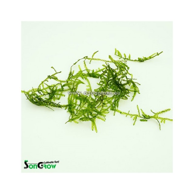 Живой аквариумный мох - Мох Эрект- Vesicularia reticulata - "Erect Moss" - порция 10 грамм - Редкость
