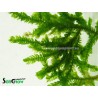 Giant Willow moss