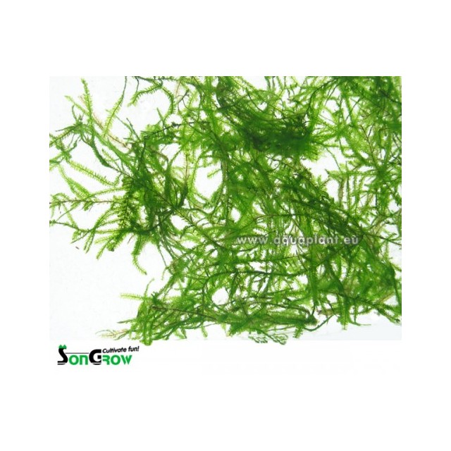 Javamoss - Taxiphyllum barbieri