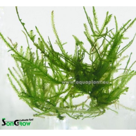 Peacock moss