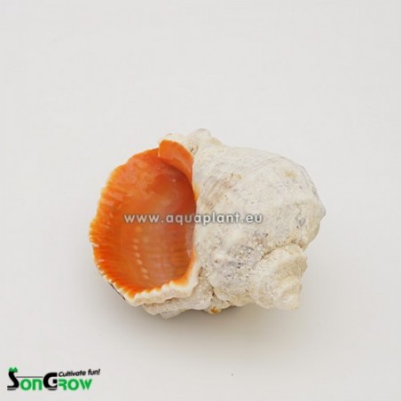 Shell without plant