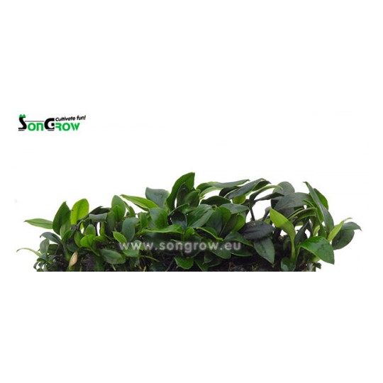 Anubias nana bonsai