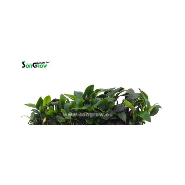 Anubias nana bonsai