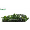 Anubias nana bonsai