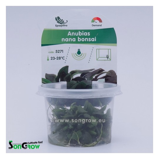 Anubias nana bonsai