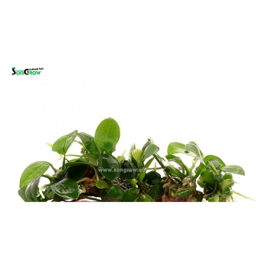Anubias barteri var. nana