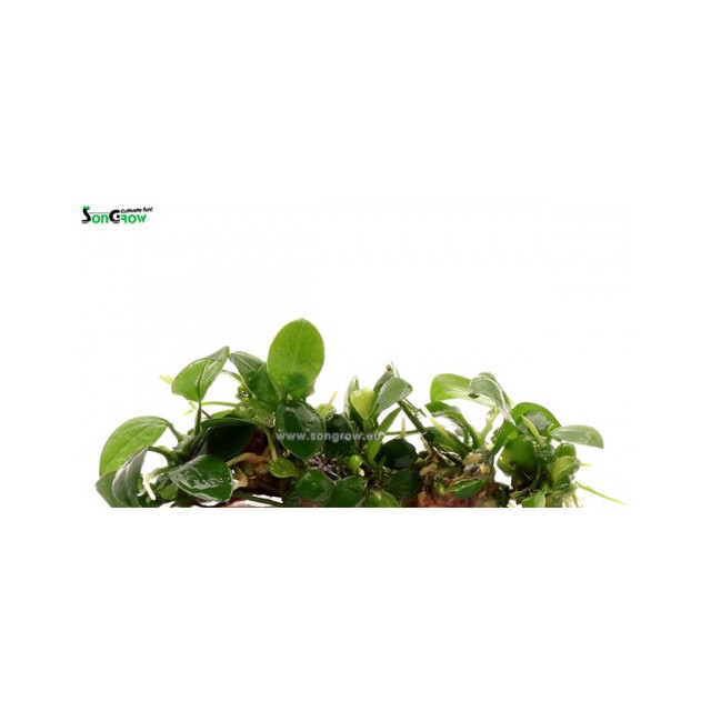 Anubias barteri var. nana