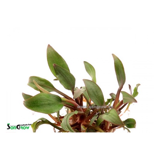 Cryptocoryne lutea hobbit