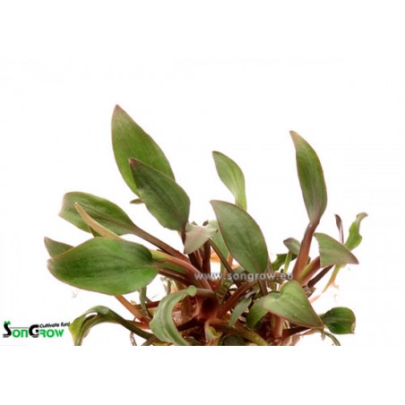 Cryptocoryne lutea hobbit