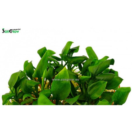 Cryptocoryne pontederiifolia