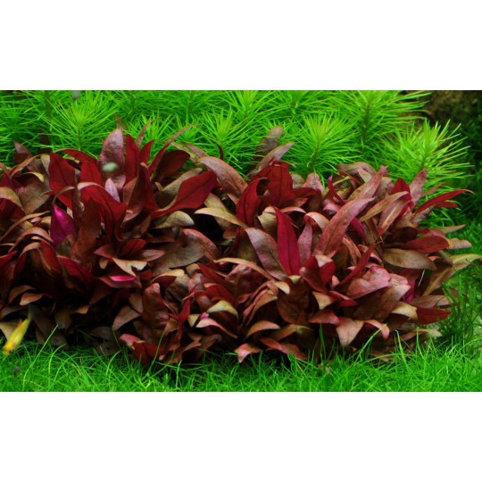 Alternanthera reineckii 'Mini'