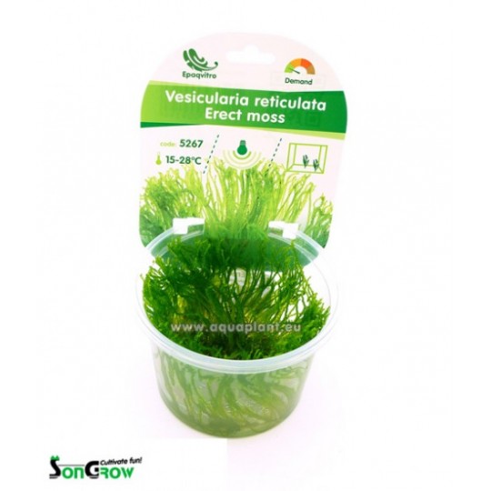 Erect moss (Vesicularia reticulata)
