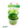 Erect moss (Vesicularia reticulata)