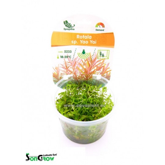 Rotala sp. Yao Yai - in vitro