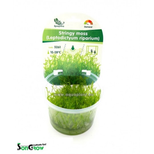 Stringy moss (Leptodictyum riparium)