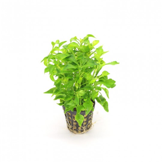 ALTERNANTHERA COLORATA