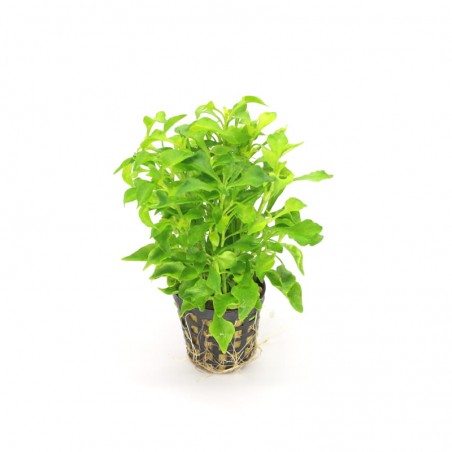 ALTERNANTHERA COLORATA